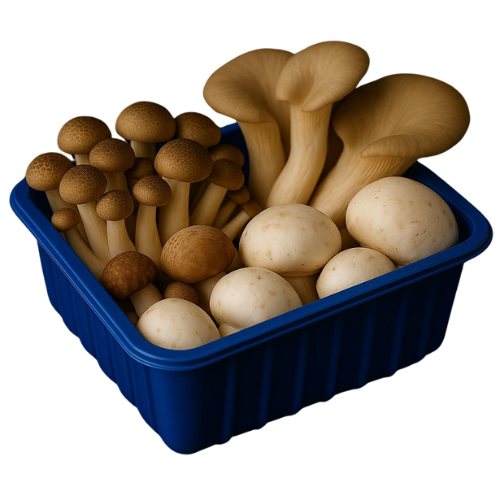 CHAMPIGNON SERIES